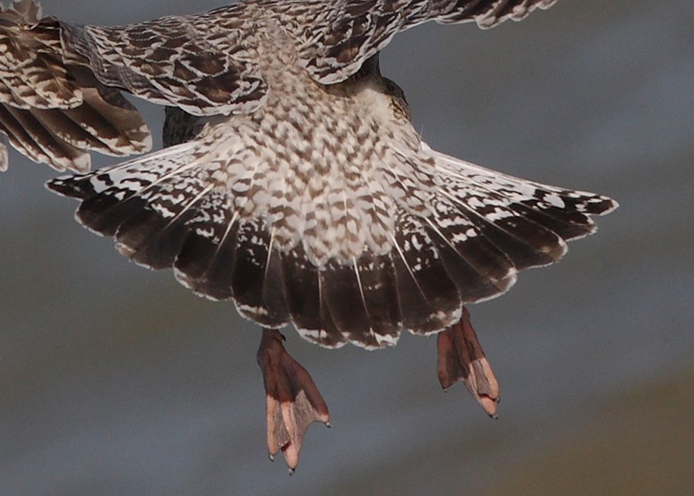 Tail variations in Juvenile Herring Gulls Birding the day away